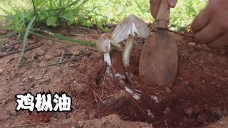 家門口挖點雞樅做雞樅油，很下菜 Dig some mushrooms to make mushroom oil