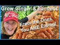 FREE How To Grow Ginger & Turmeric from SKIN, EAT it TOO Growing LOTS in Containers or Raised Garden