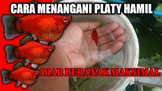 biar ikan Platy melahirkan banyak|lakukan ini pasti hasilnya luar biasa!?? #budidaya ikan hias