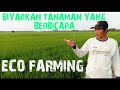 42 Hari Setelah Tanam Penyemprotan Pupuk Eco Farming Ke 3 Part 08