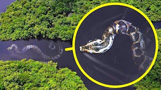 Tiêu đề Loài Rắn Nặng Nhất Thế Giới Và 17 Quái Vật Vùng Amazon
