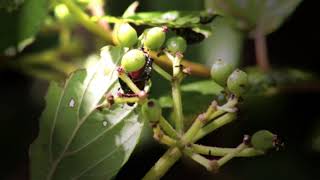 #thedodo #animals #dog The Stunning Life Cycle Of A Ladybug | The Dodo