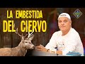 La embestida de ciervo más viral de internet - El Hormiguero