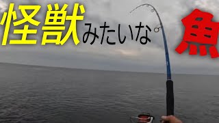 【隠岐の島】ショアから怪獣みたいな魚が釣れたwww