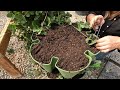 Propagating Strawberries in My GreenStalk! 🍓🍓🍓  Garden Answer