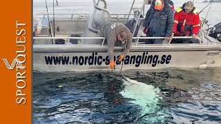Angler Battles Huge 200lb+ Halibut in Norway