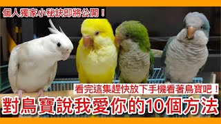 獨家發現！10個你可以對鳥寶說「我愛你」的方法！The 10 ways to say I love you to your bird【鸚鵡小木屋】【10個鳥知識系列】