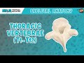 Thoracic Vertebrae (T1-T12) Anatomy