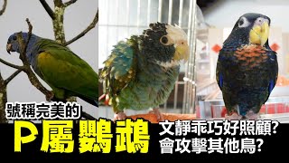 【鸚鵡藏經閣】號稱完美的P屬鸚鵡!會攻擊其他鳥?文靜乖巧好照顧?體味很重?EP.12 | 精鵡瘋雲