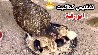 تفقيسة جديدة 🐣 كيف معرفة البيض المخصب؟ + فحصت البيص🥚