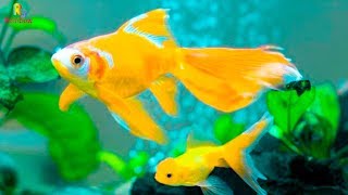Cá Vàng Bơi 🐠 Gia Đình Nhỏ Hạnh Phúc To 👪 Con Vật Thực Tế Cho Bé Thông Minh