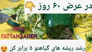 کود تقویت ریشه گیاهان آپارتمانی 😍😍 | بهترین کود برای ریشه زایی گلهای آپارتمانی | کود ۱۰ ۵۲ ۱۰ 👌