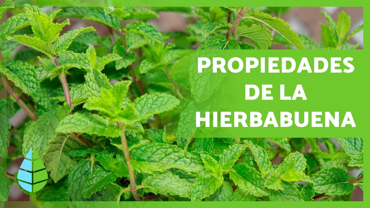 BENEFICIOS De La HIERBABUENA 🌿 (Propiedades, Cómo Tomarla Y ...