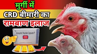 मुर्गी में CRD बीमारी / सर्दी, खांसी, बुखार का यह रामबाण इलाज👌| CRD Medicine For  Poultry