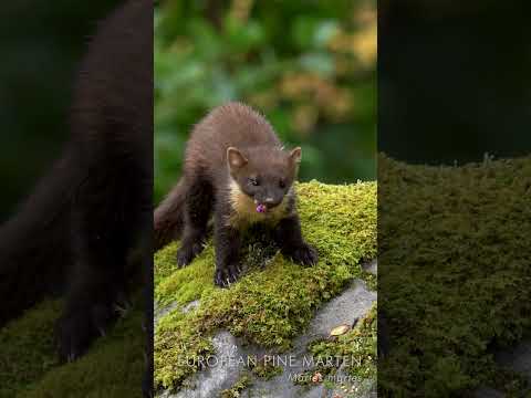 Are ermine and mink the same?