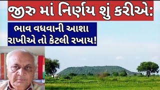 જીરુ બજાર: કોઈ નિર્ણાયક સંકેતો આપે છે કે નહીં: