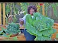 The BEST collard green recipe on YOUTUBE! (Harvest Clean and Cook)