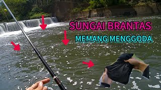 IKAN MASIH ADA MESKIPUN HABIS DI LANET‼️Mancing Ikan Di Sungai Brantas, Ngempit, Kepanjen.