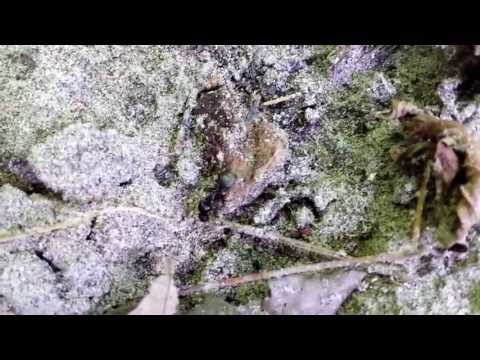 Copy of Mutant Carpenter Ant at Black Creek Copy of Mutant Carpenter Ant at Black Creek