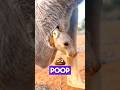 A kangaroo's pouch is NOT what you think it is