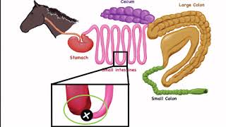 Equine Forage Education Video Series: Video 1, Horse Gastrointestinal Anatomy