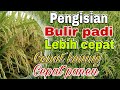 MEMPERCEPAT PROSES PENGISIAN BULIR PADI