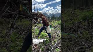 Treeplanting in British Columbia #adventure