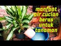 Manfaat air cucian beras untuk tanaman