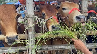Cow unloading, cow videos,cow video,big cow,goru hamba cow,Gabtoli,Paragram[Ep -30](Kurbani Eid2022)