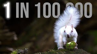 I found a super rare WHITE SQUIRREL in the UK