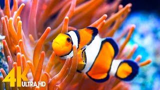Aquarium 4K VIDEO (ULTRA HD) 🐠 Beautiful Coral Reef Fish - Relaxing Sleep Meditation Music #82