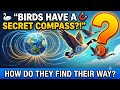 How Do Birds Never Get Lost? 🦢 The Secret to Migration Revealed!