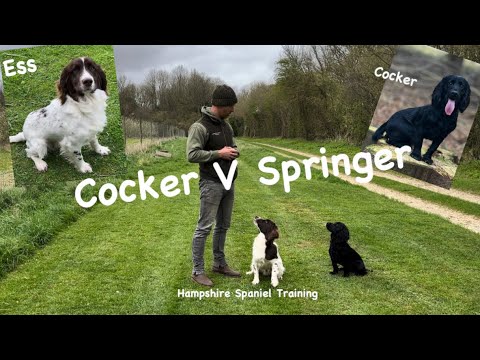 Are springer spaniels difficult puppies?