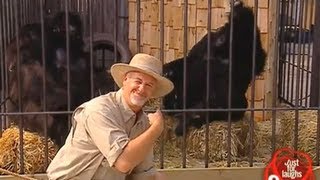Gorilla Pranking Humans