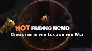 Not Finding Nemo: Clownfish in the Lab and the Wild