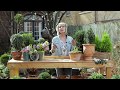 How to Create Boxwood Topiary with Southern Living's Baby Gem Boxwood and Linda Vater