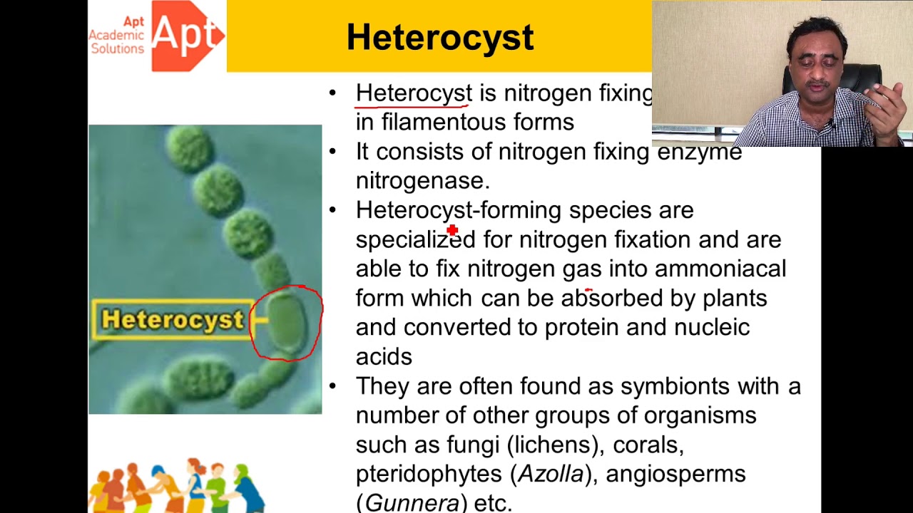 Cyanobacteria - YouTube