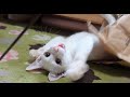 遊んでいるときも普段のイケメンが行方不明になってしまう猫【保護猫】