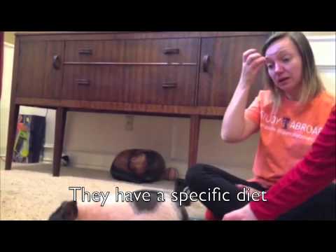 The Pros & Cons of a Pet Pig The Pros & Cons of a Pet Pig