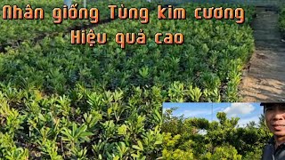 Cách Nhân Giống Tùng Kim Cương Hiệu Quả Cao!                    (Podocarpus chinensis)