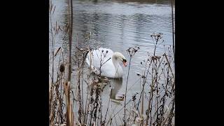Peace in Nature -Beautiful Swan 🤍🦢🤍