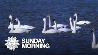 Nature: Swans at Cayuga Lake
