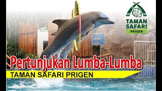 Full Pertunjukan atraksi Lumba lumba taman safari prigen 4K