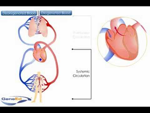 Is pulmonary or systemic circuit bigger?