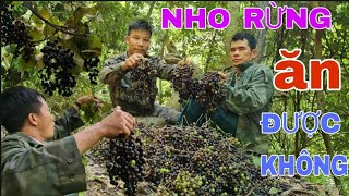 Ngủ Rừng • Tập 4 // THU HOẠCH TRÁI CÂY RỪNG  - QUẢ NHO RỪNG