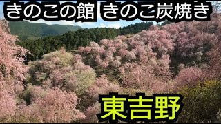 しだれ桜1000本 高見の郷とキノコの館【奈良 東吉野村】