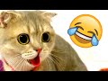The Best Cute and Funny Animals of 2024 #funny #pets #cute
