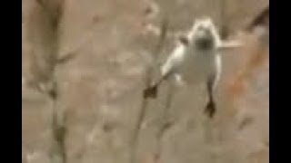 pull up terrain, stalling bird
