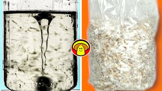 Growing Mushrooms with Liquid Culture | Quick Colonization and Shiitake Update