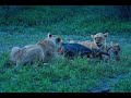 THE LION KILL: Two lionesses kill and eat a blue wildebeest 5